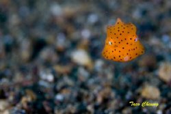 Baby Boxfish @ Anilao by Taco Cheung 